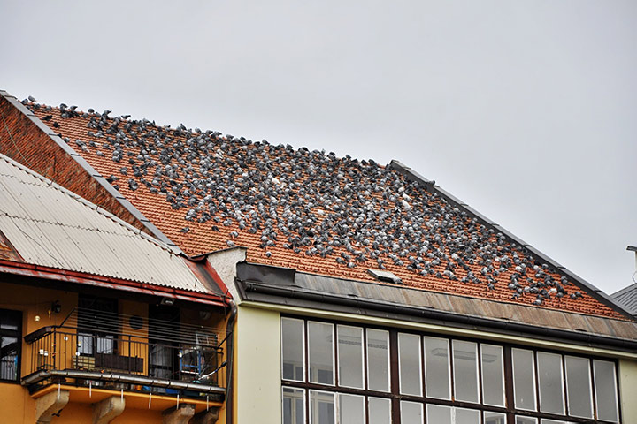 A2B Pest Control are able to install spikes to deter birds from roofs in Camberley. 