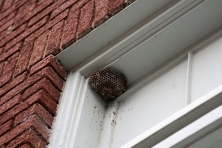 We provide a wasp nest removal service for domestic and commercial properties in Camberley.